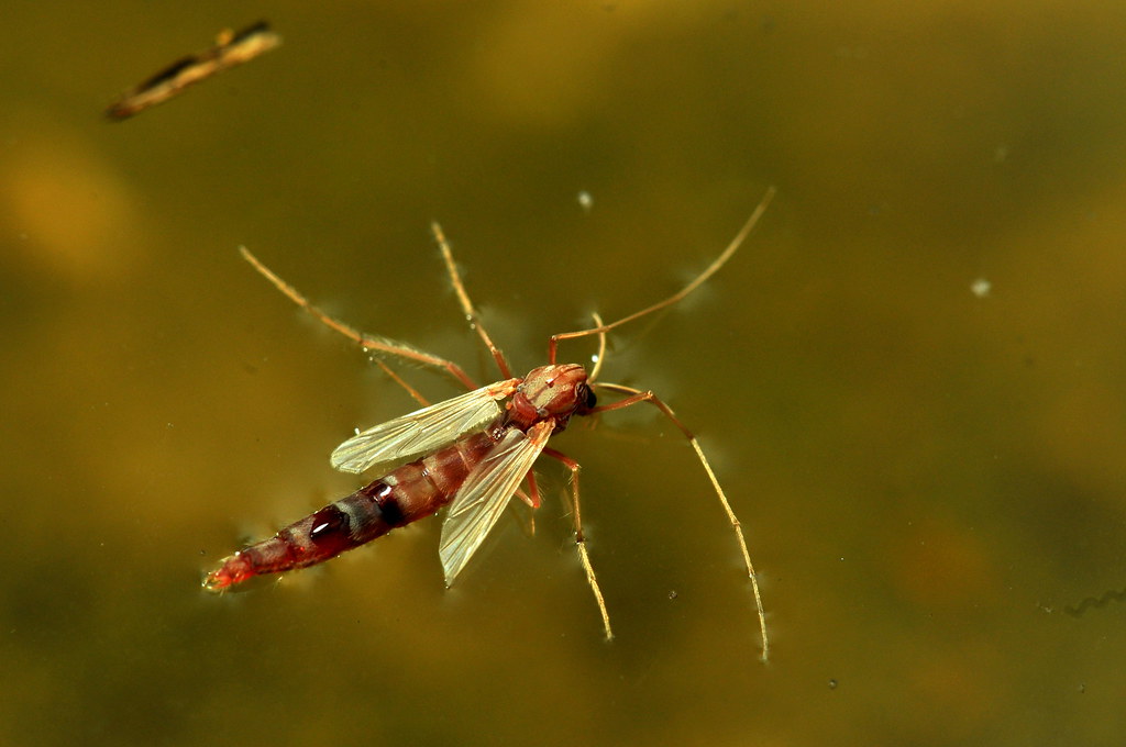 DSC_0041 (4) midge ac40 Adult midge in barnyard pond dug … Flickr
