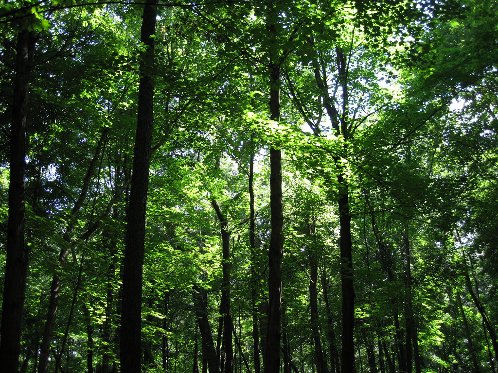 Tall Trees Very tall trees at the University of Wisconsin … Flickr