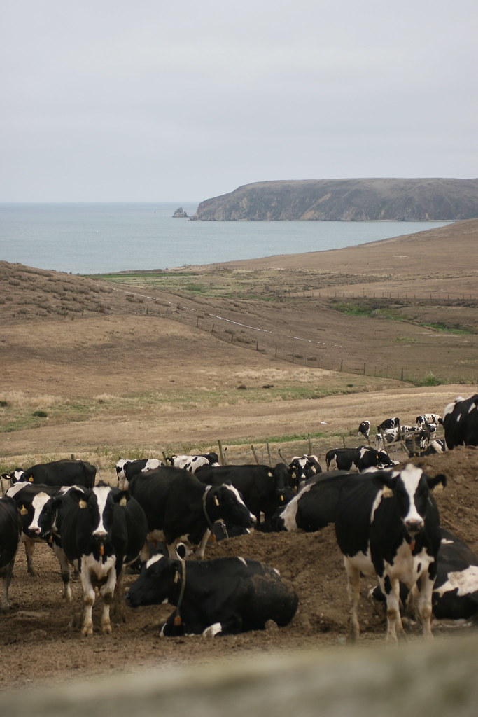 Happy California Cows Resident Cows on a Point Reyes dairy… Flickr