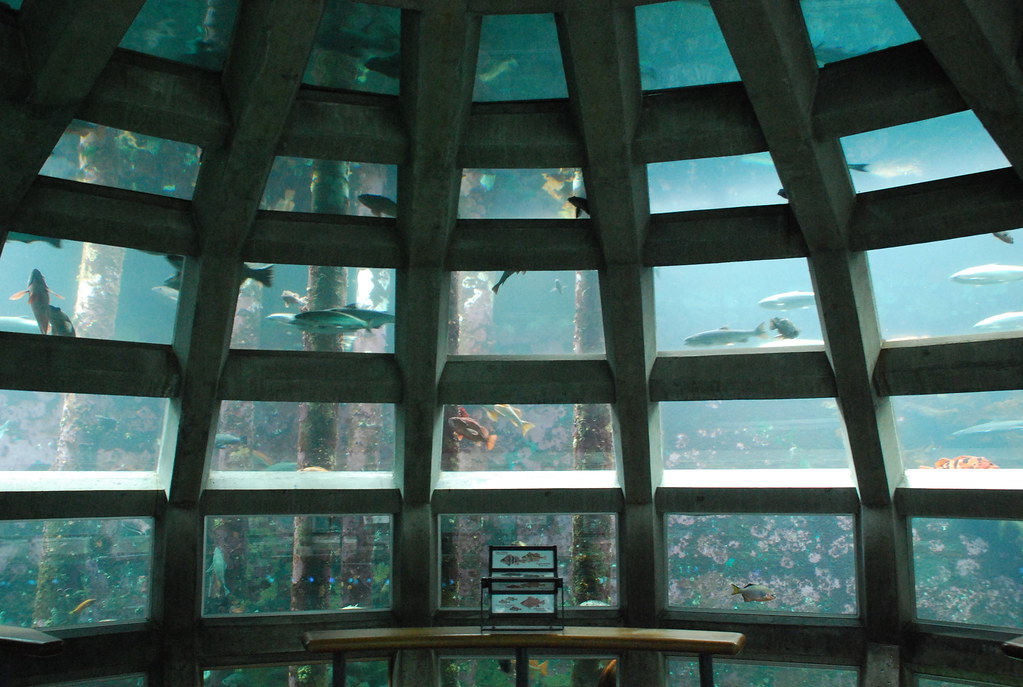 Underwater dome 2 Underwater dome at Seattle Aquarium, Sea… Adam
