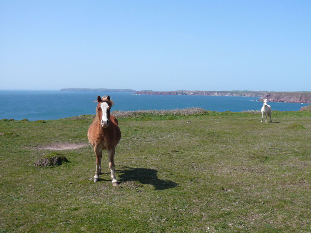 Horses on the Pembrokeshire Coastal Path Some horses we en… Flickr