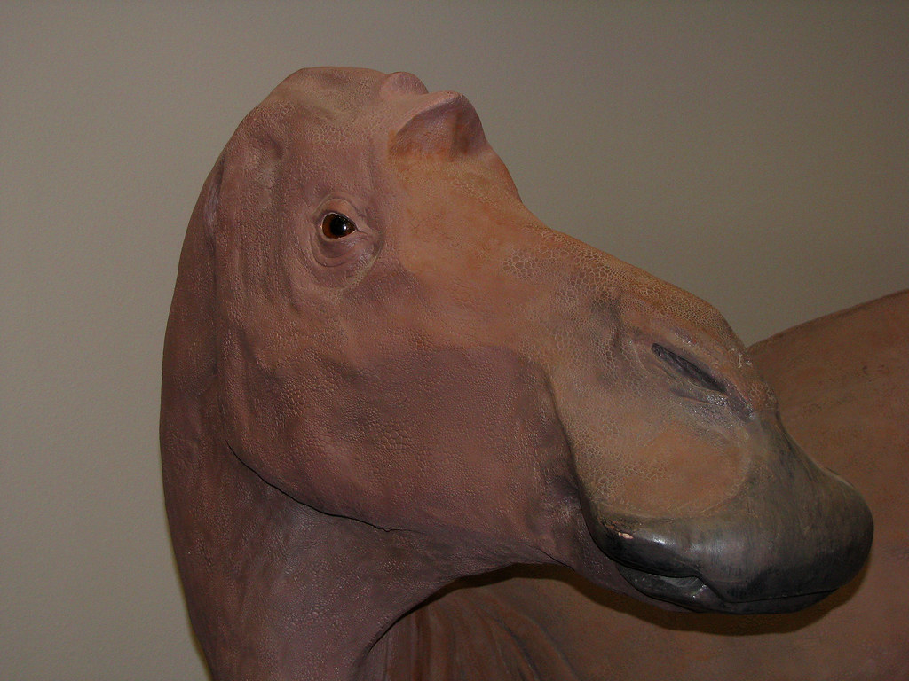 01 Rudyard Museum 03 Maiasaura Reconstruction A reconst… Flickr