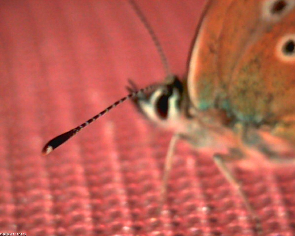 Antenna Common Blue butterfly Ian Boyd Flickr