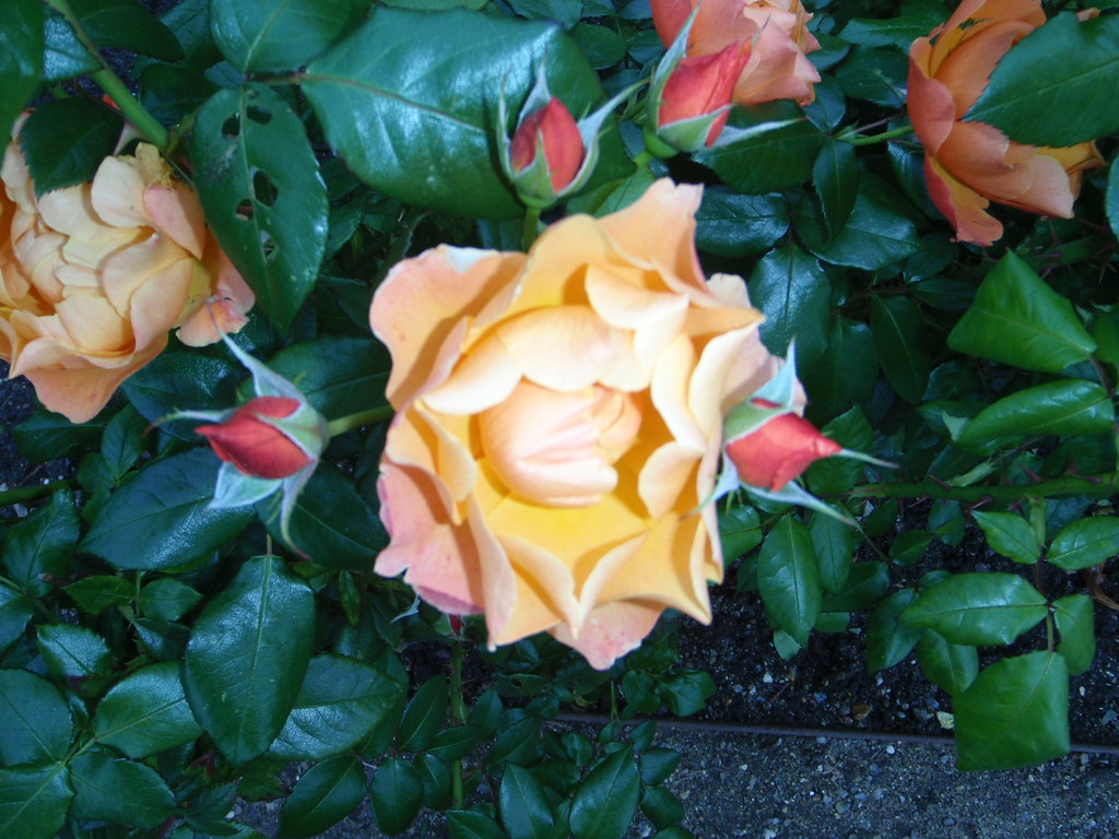 Denmark 2008 020 Roses in Rosenberg's garden lgizdavcic Flickr