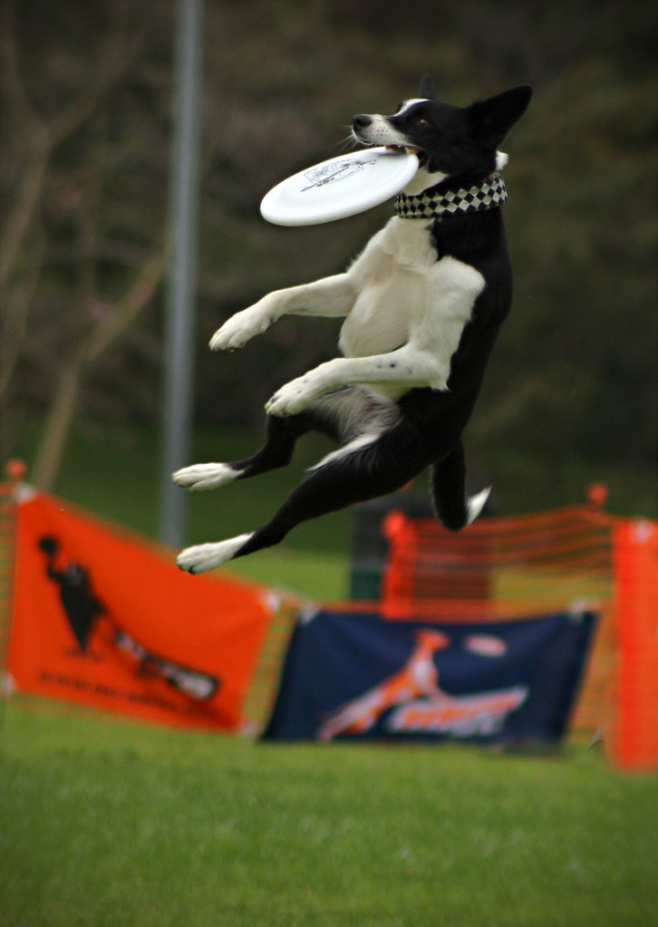 Easy Catch 2008 Ashley Whippet Disc Dog World Championship… Todd