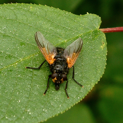 Flies from my garden 022 A randm collection of flies I h… Flickr