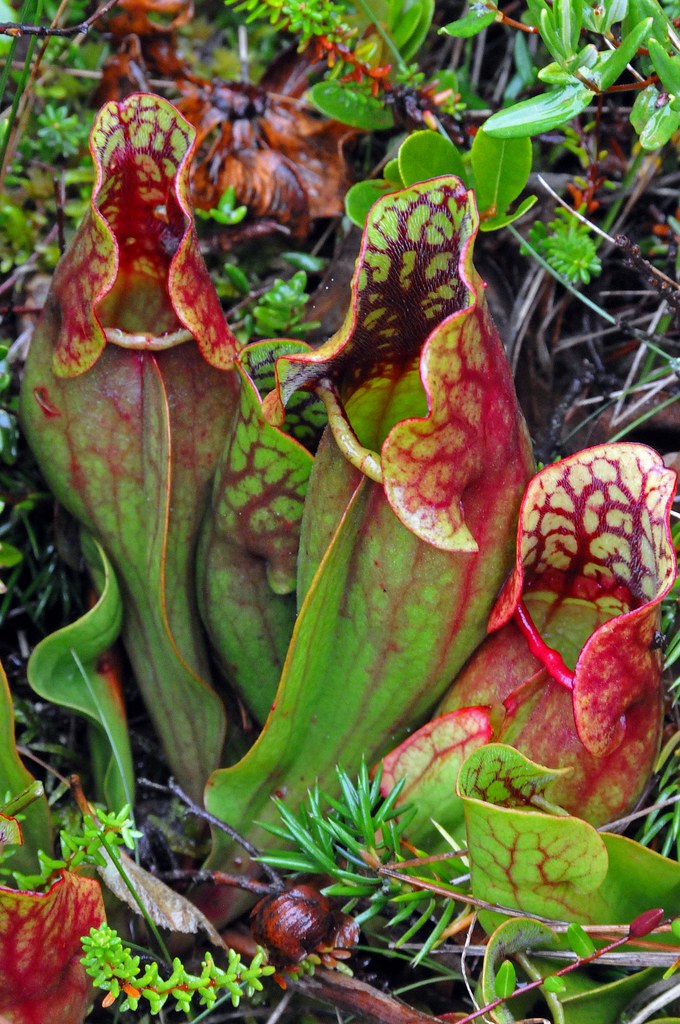 DSC_8728 Pitcher Plant Pitcher plants are carnivorous pl… Flickr
