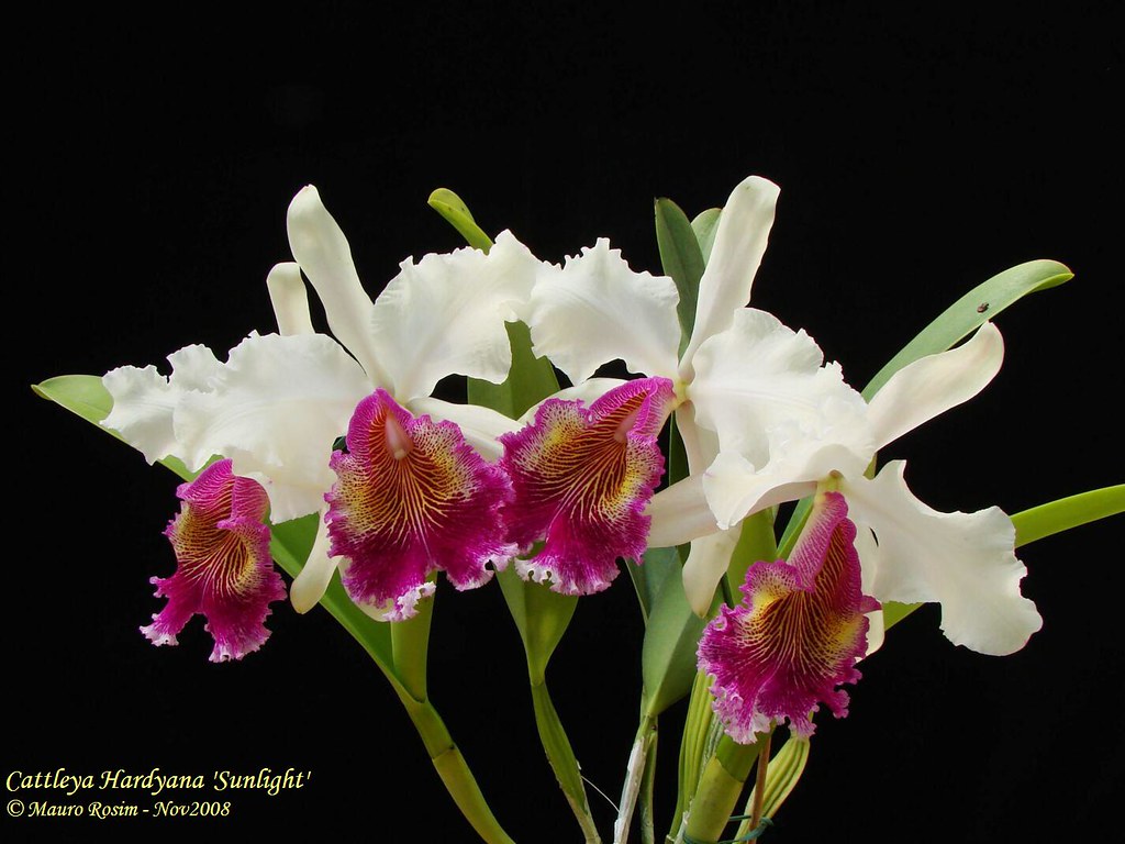 Cattleya Hardyana 'Sunlight' Mauro Rosim Flickr