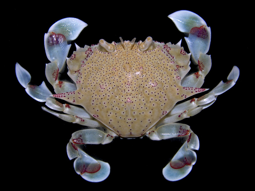 Moon crab (Matuta cf victor), Phuket, Thailand Art Flickr