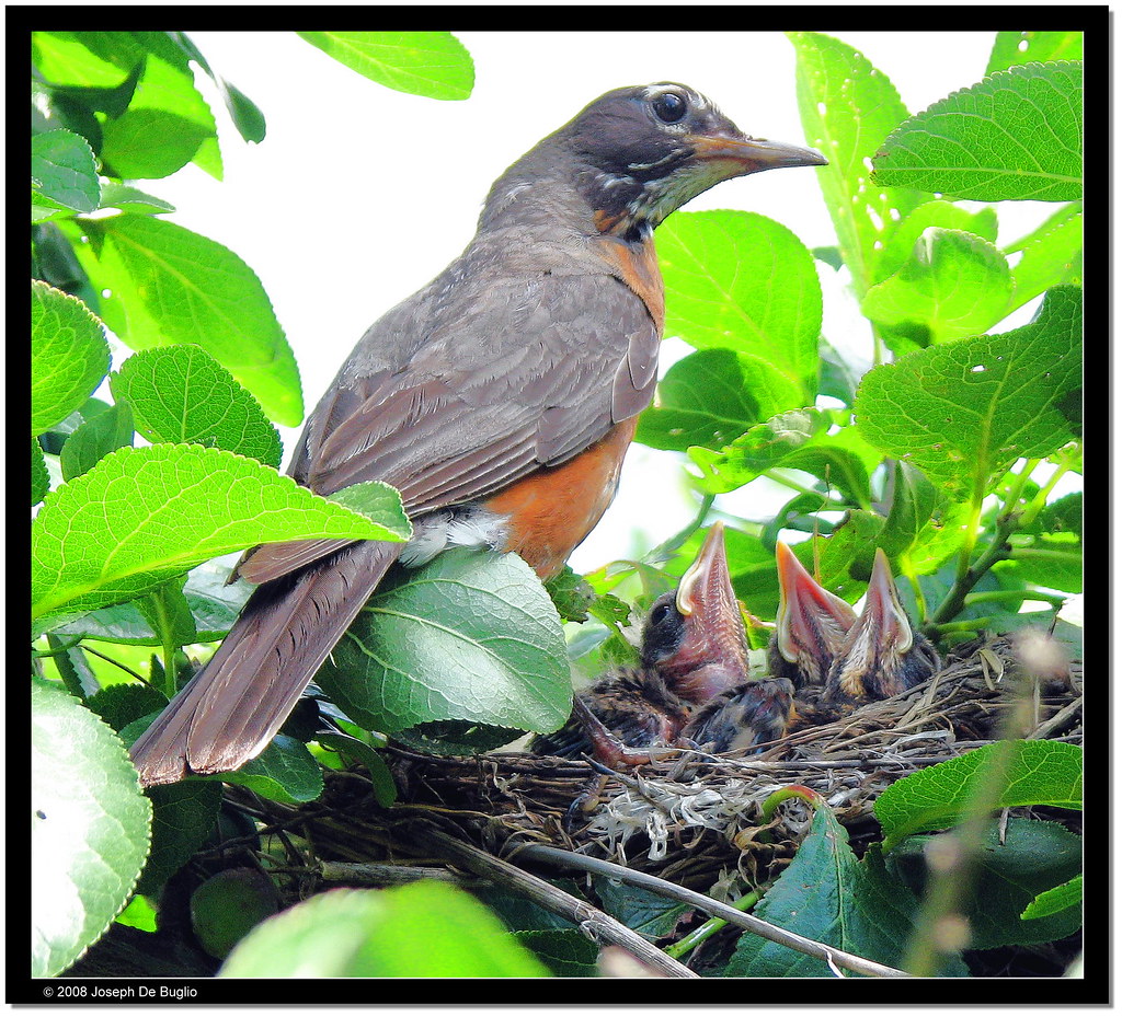 robins nest back yard daddy is home 1 Robin Nest in a plum… Flickr
