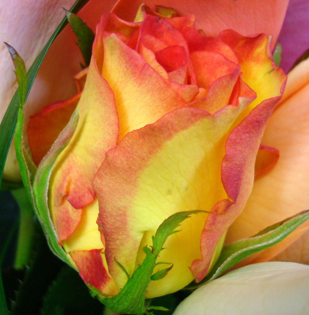 The sweetest flower that blows, I give you as we part. For… Flickr