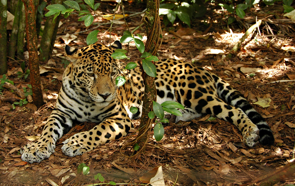 Jaguar (Pantera onca) Jaguars are found throughout Belize … Flickr
