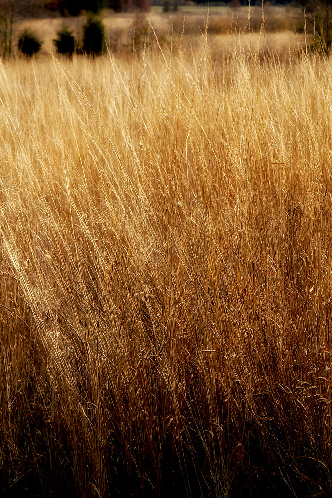 Grass of Gold Brawner's Farm Manassas, Virginia Rob Shenk Flickr