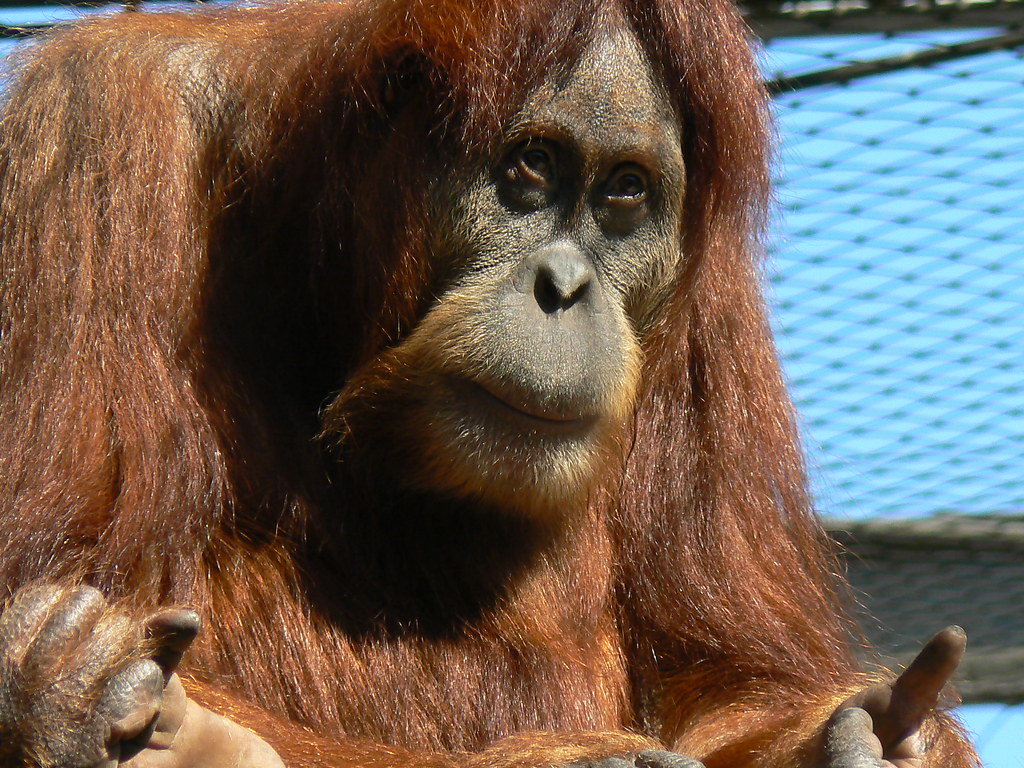 Acrobatic Orangutans This photo is through a glass window … Flickr