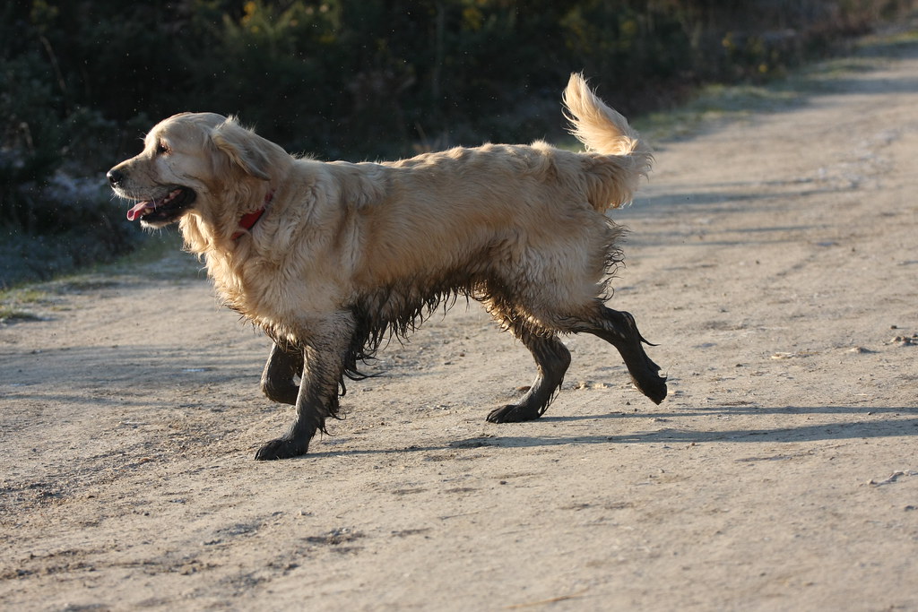 Muddy Golden retriever IMG_2677 Tony Harrison Flickr