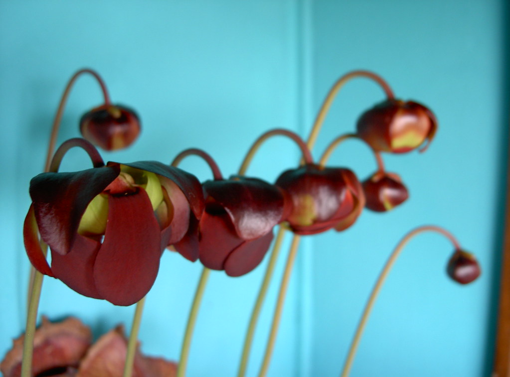 Sarracenia x chelsonii 2006 0420 (1) Massimiliano Flickr
