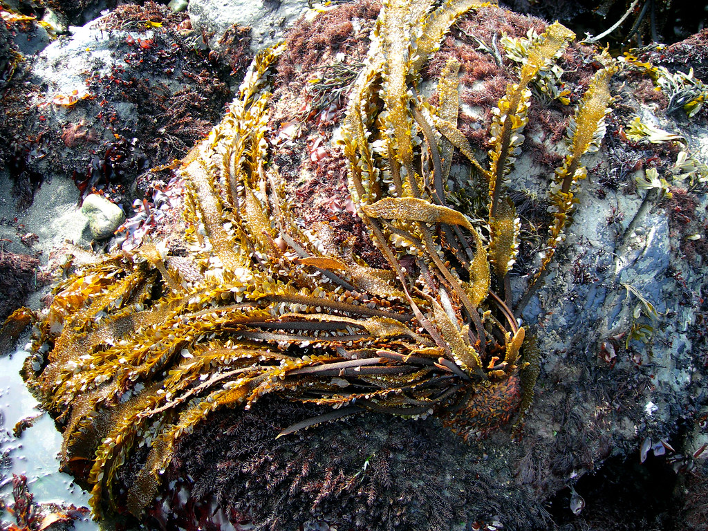 Egregia menziesii Feather Boa Kelp As this alga grows, i… Flickr