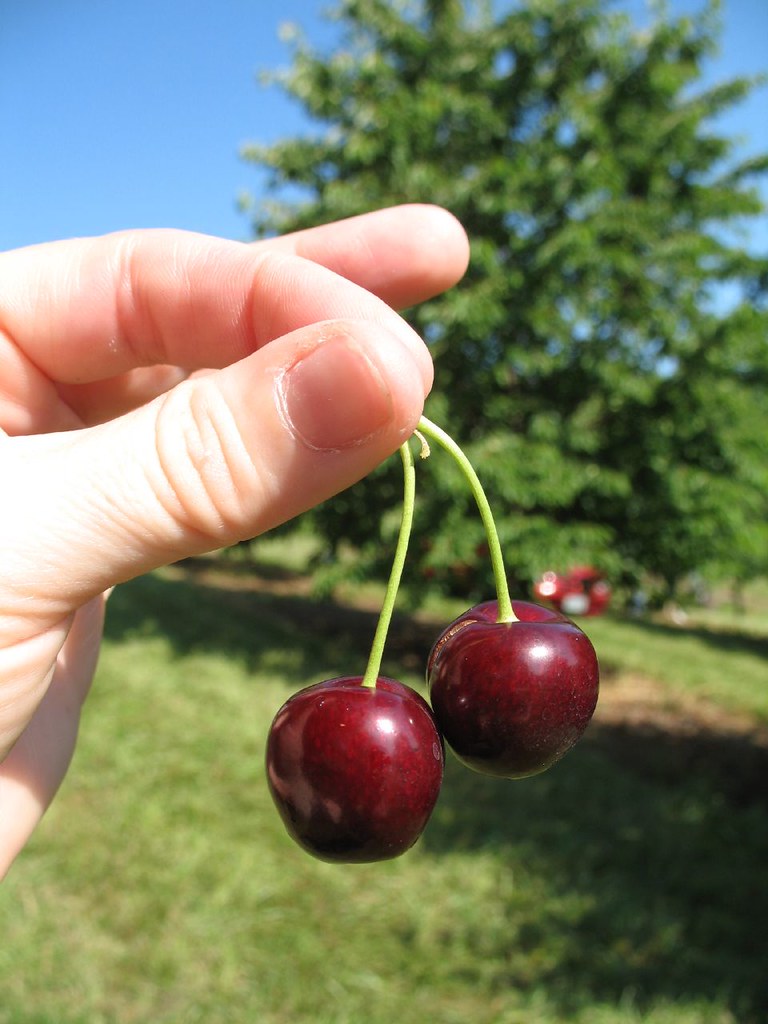 IMG_7448 Sweet cherries straight from the tree. cyntergomes Flickr