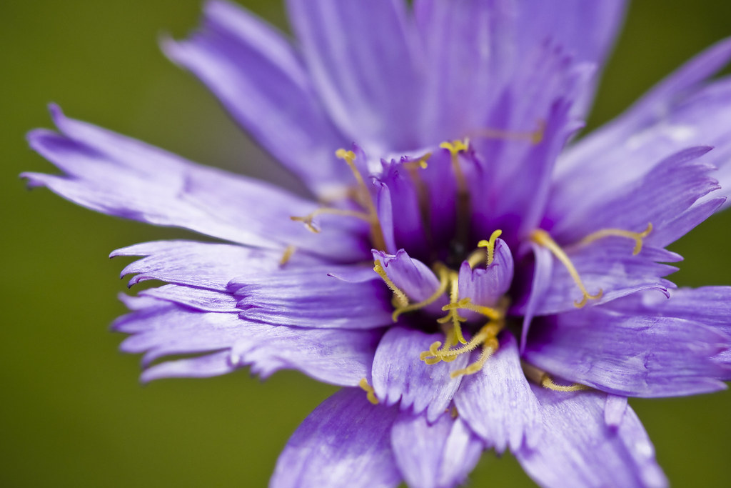 Sunkissed Its the middle of summer and the garden is gett… Flickr