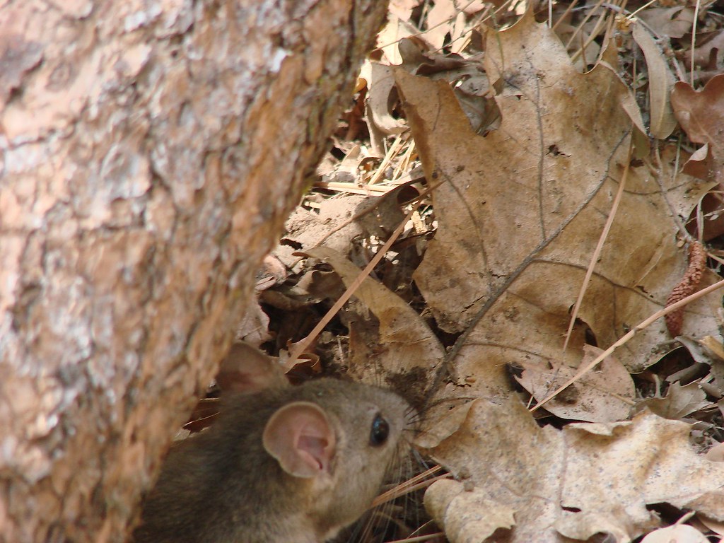 our woodrat encounter Restacking the wood pile uncovered a… Flickr