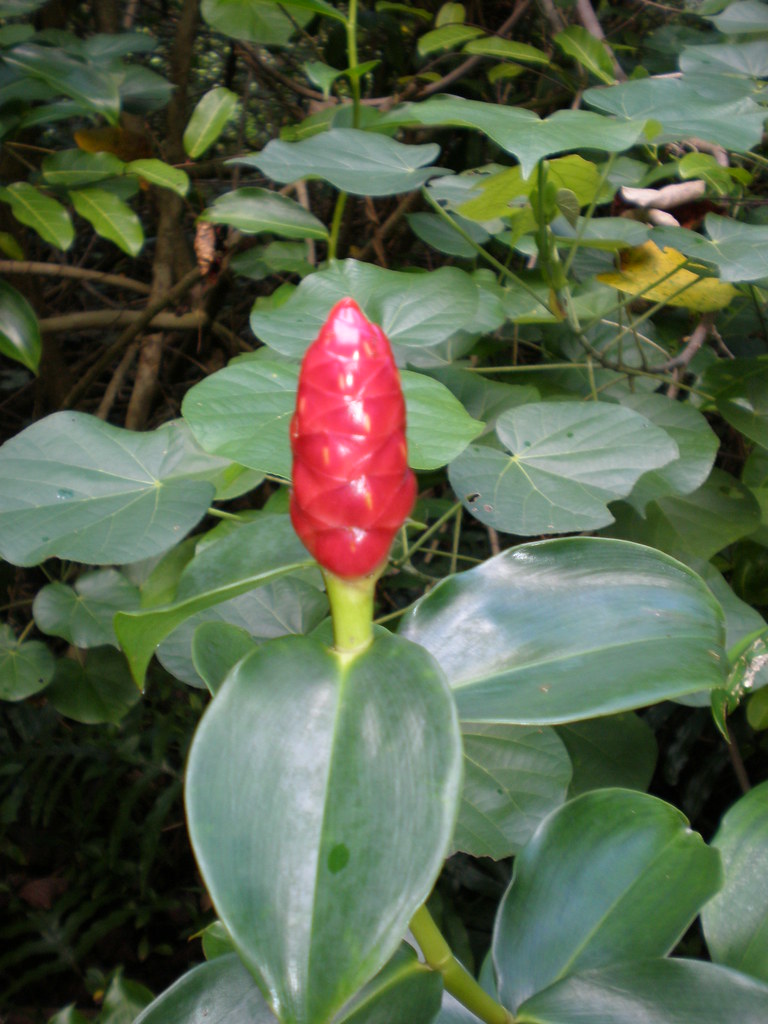 ‘Awapuhi ginger flower with hau tree leaves, Ho‘omaluhia B… Flickr