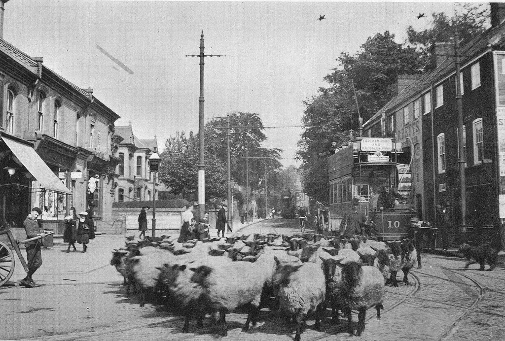 Earlham Road, Norwich c.1900 Sheep along the Earlham Road … Flickr
