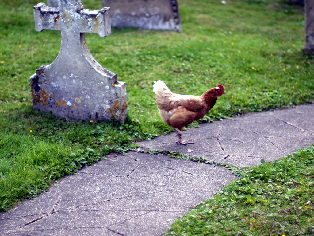 Churchyard Chicken Near Fakenham, Norfolk. This was in the… Flickr
