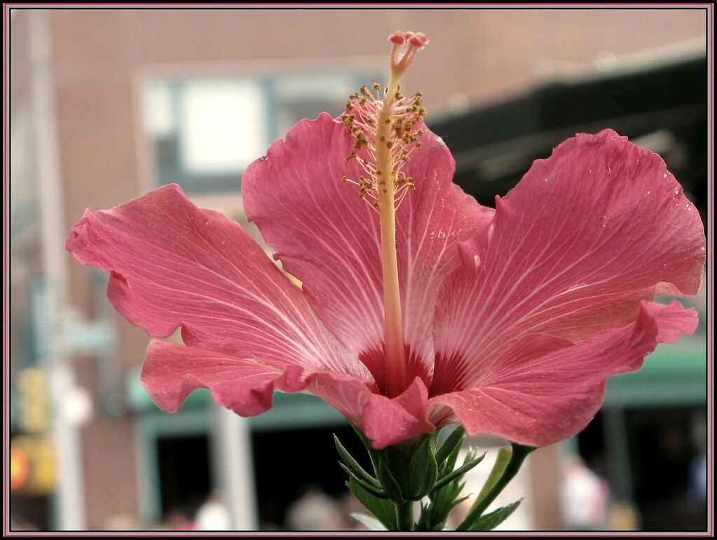 Guamamela Gumamela is a shrub that grows from one meter up… Flickr