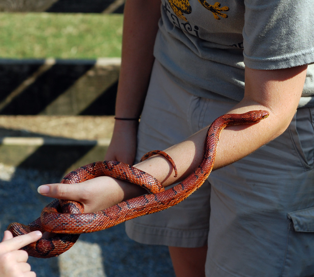 Corn Snake at Zoo Corn snake starts moving up ZooKeeper's … Ralph Daily Flickr