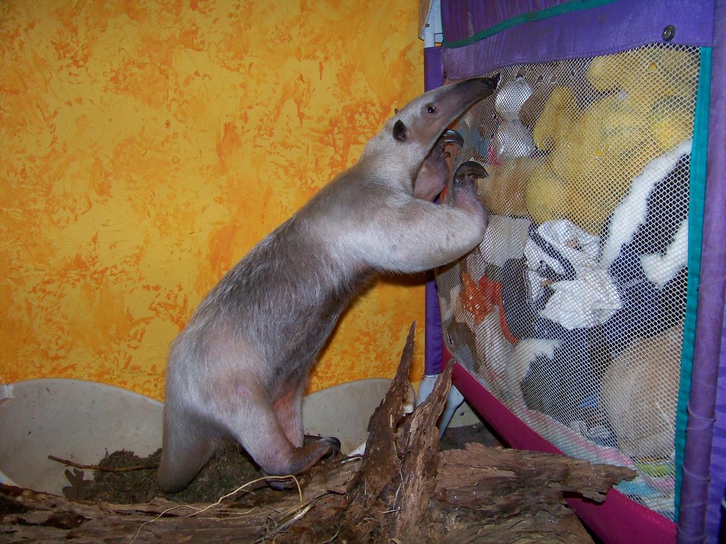 Heading for the window anteater FAQ TamanduaGirl Flickr