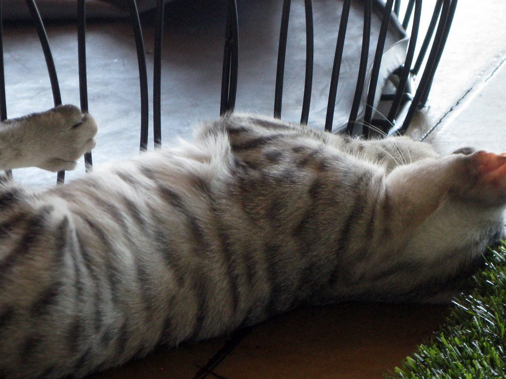 Meet The Cats And Savannah Cat Markings And Savannah cat markings Peace