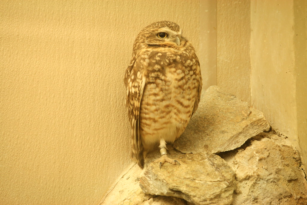 Owl Bird House National Zoo Washington DC ShashiBellamkonda Flickr
