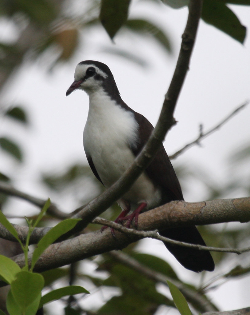 081124LCC 066 Tambourine Dove (m) Turtur tympanistria 24th… Flickr