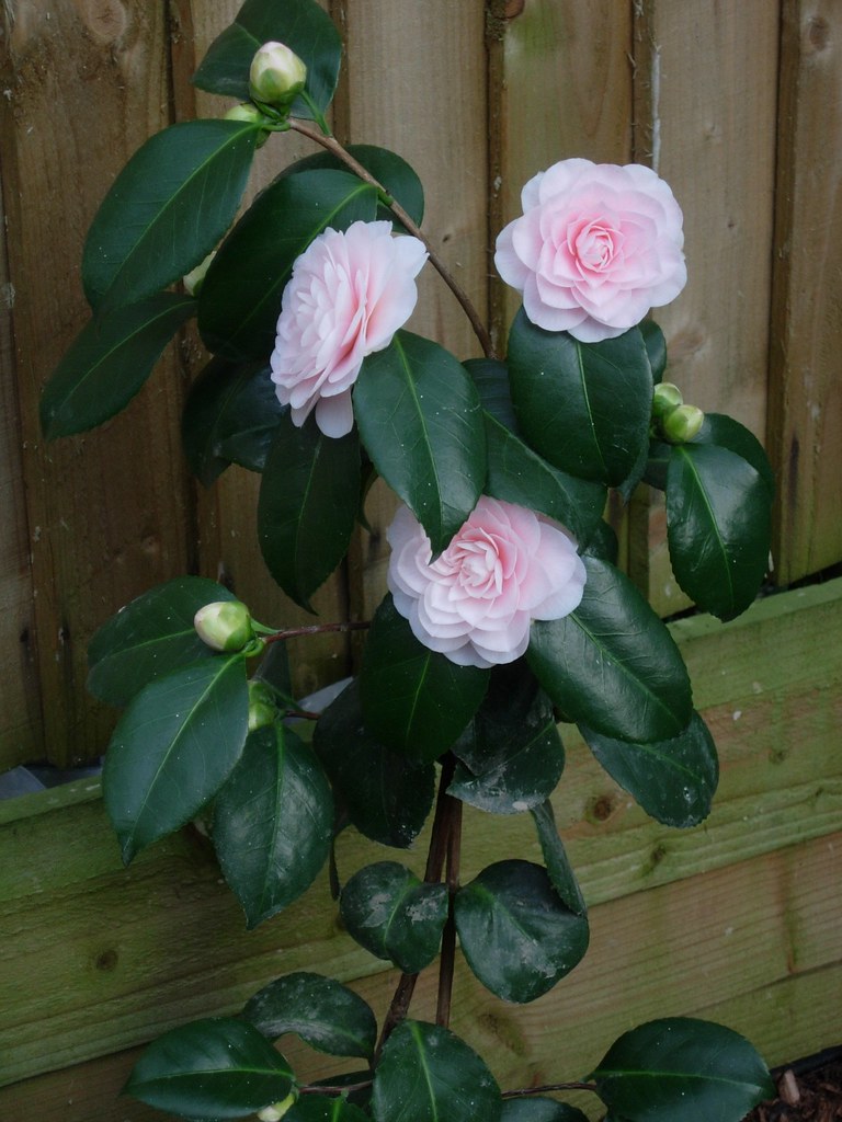 Camellia japonica 'Ave Maria' Susie Steiner's Camellia jap… Flickr
