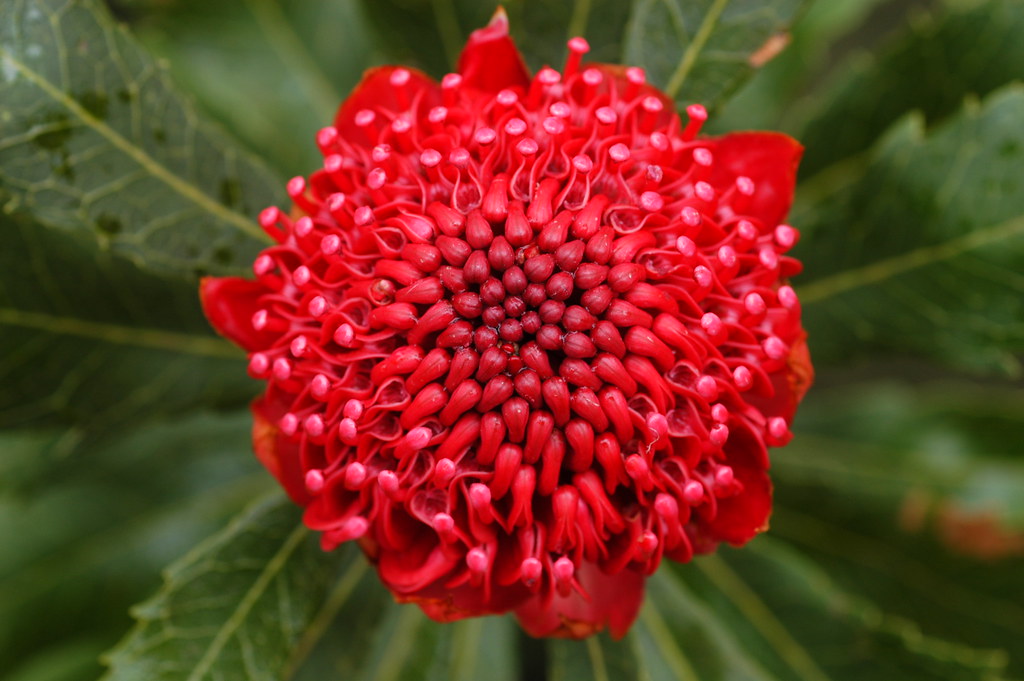 waratah head plan2 Waratahs Warrah Trig Brisbane Water Nat… Doug Beckers Flickr