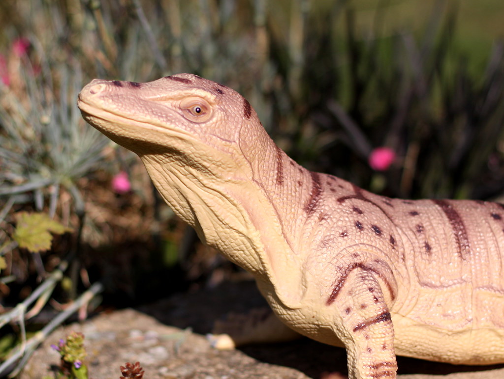 lizard Lettuce. Flickr