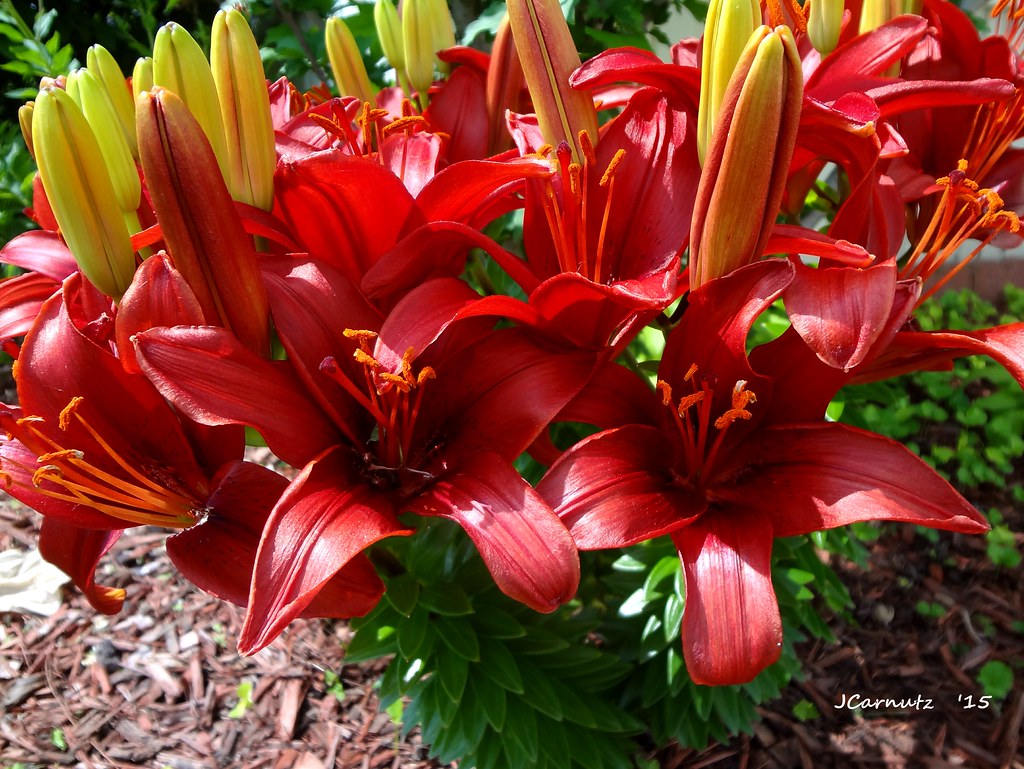 Asiatic Lillies in Dark Red How about something a little d… Flickr