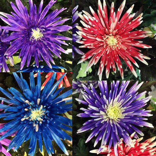 ⬅️order now Share,Like or Com… Flickr