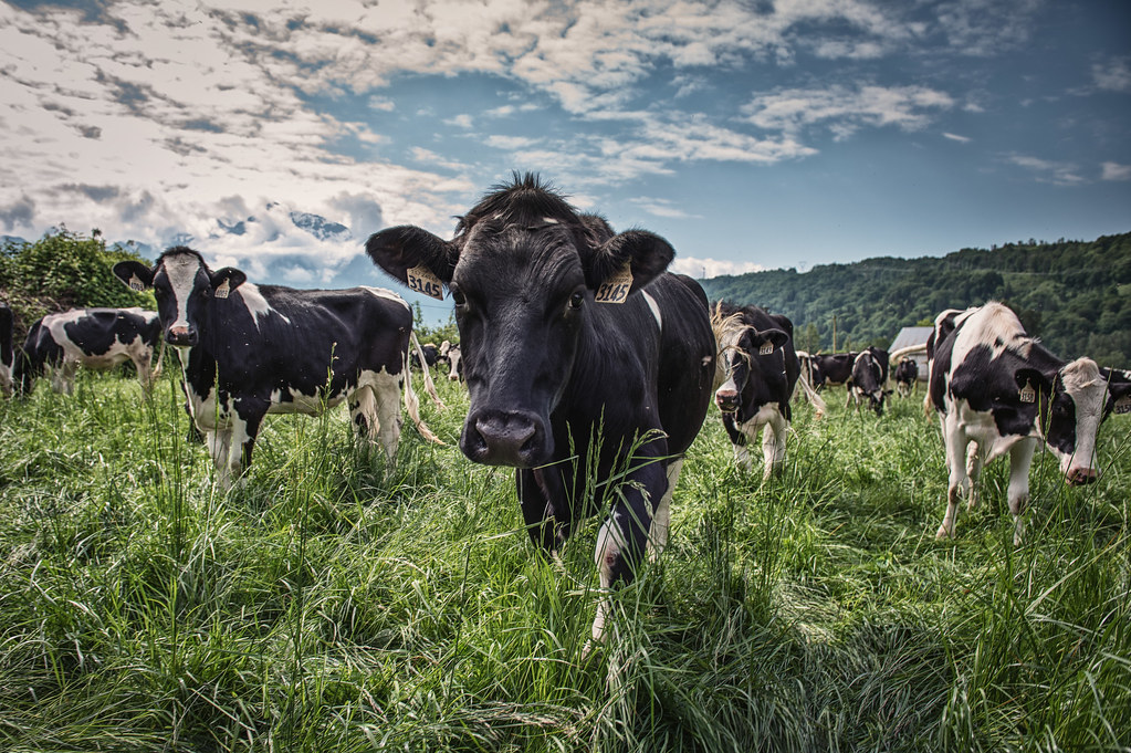 UBC Dairy Education and Research Centre in Agassiz Flickr