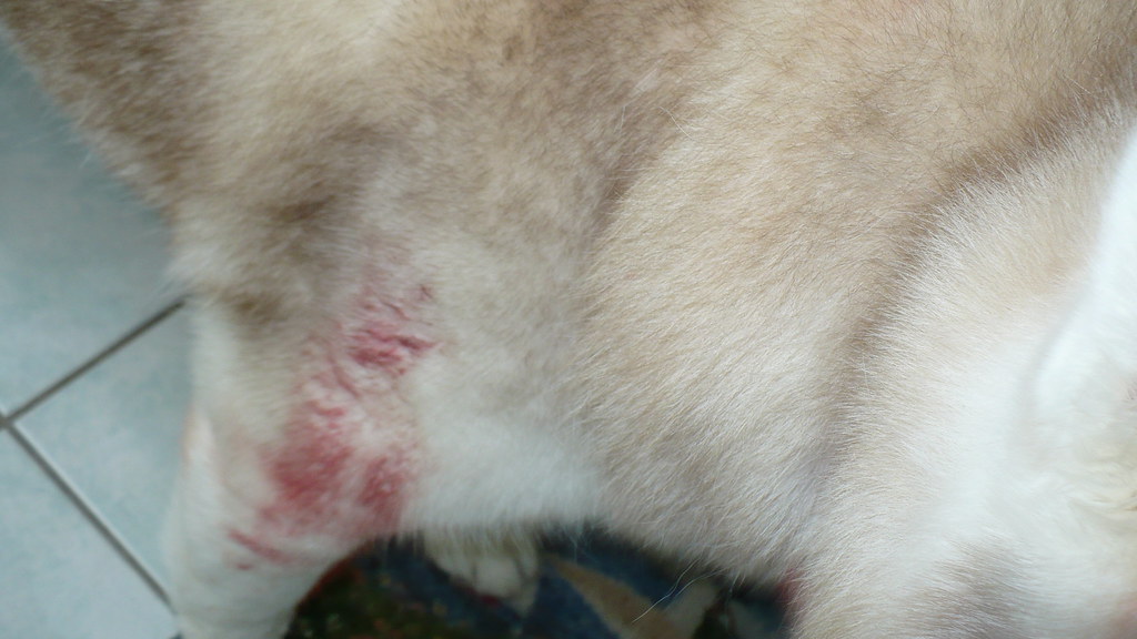 Buddy's bloodstained fur mi.a Flickr