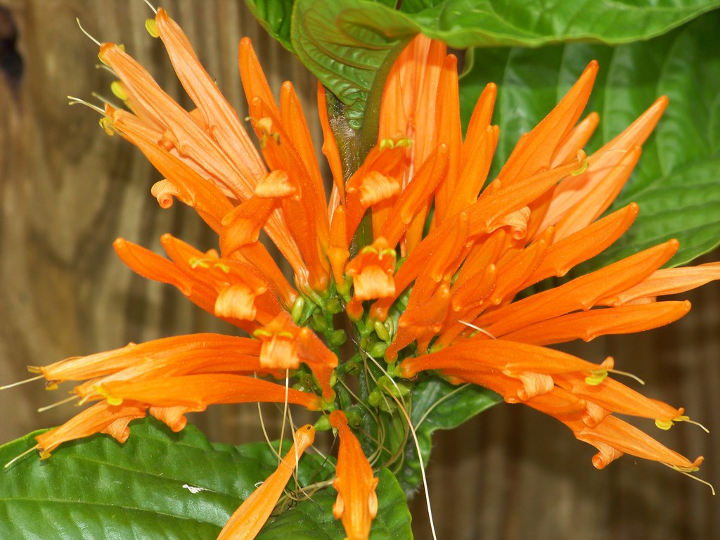 Orange Candle Flower (Justicia sp., Jacobinia sp.) Flickr