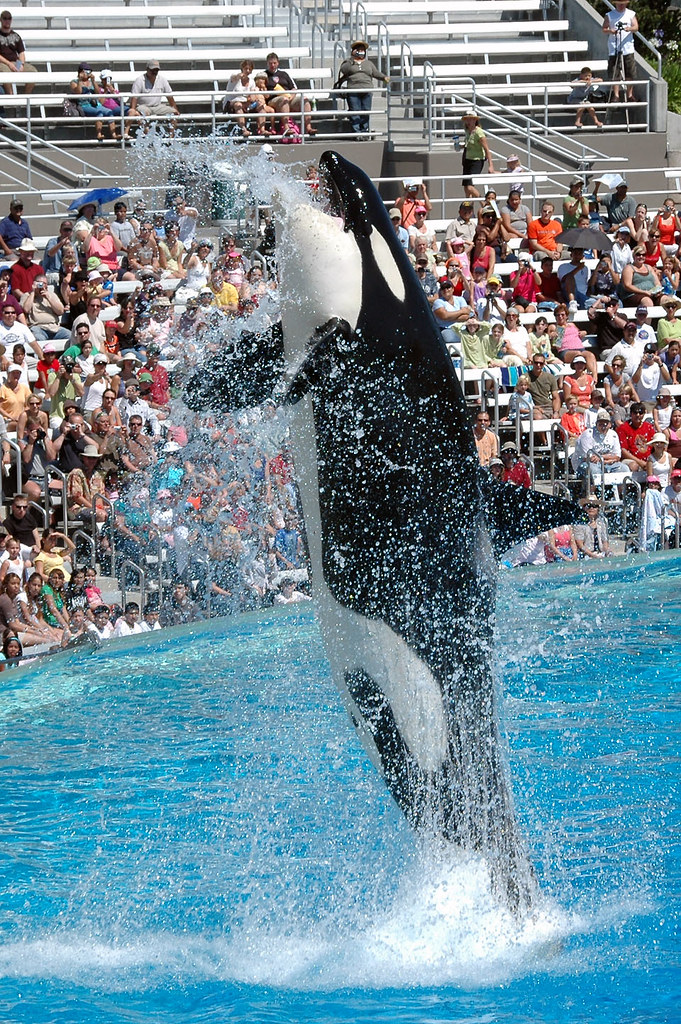 Jumping Shamu A killer whale jumps out of the water