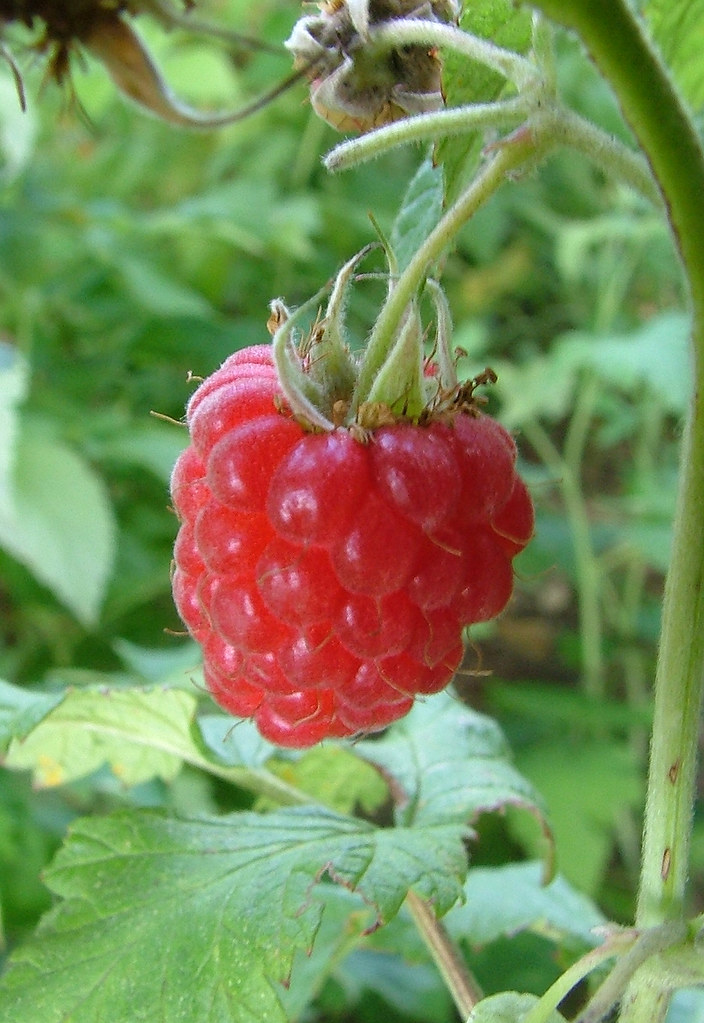Himbeere DSCF3863 raspberry framboise frambuesa Günther Flaig Flickr