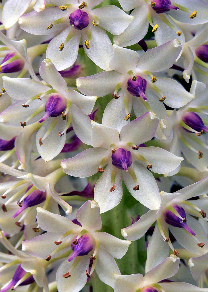 poleevansii 3 Liliaceae South Africa Pineapple… Flickr