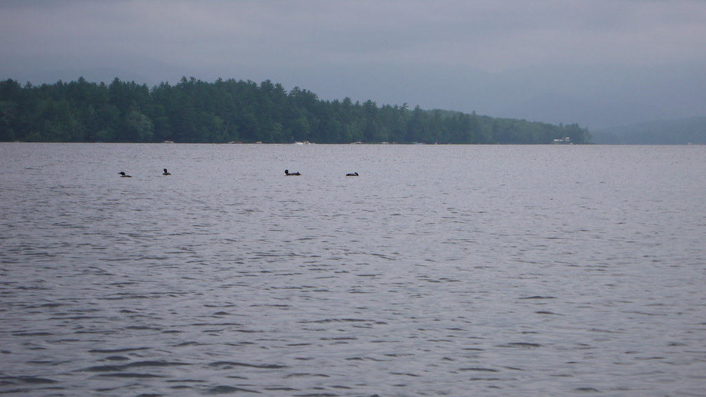 Loons Echo Eagle Lake Maine at Andrea Hall blog