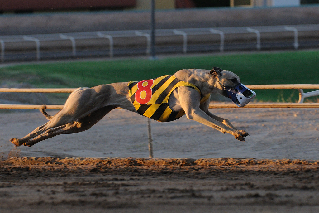 Bella Rahy (photo 3) Phoenix Greyhound Park schooling rac… Flickr