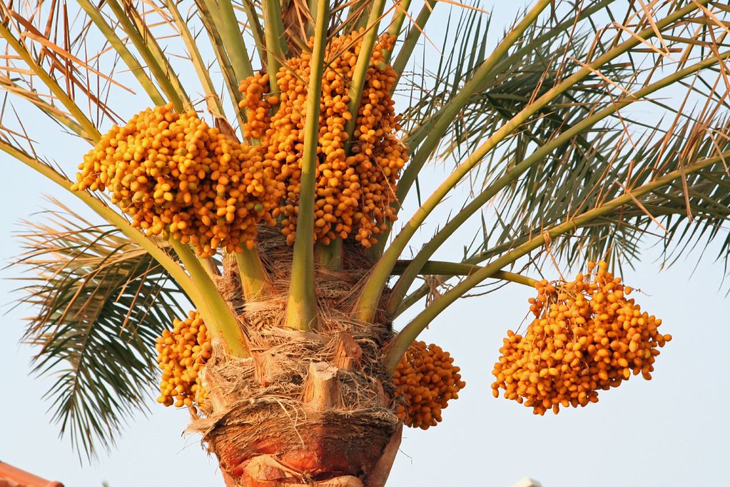 The Fruits of Lebanon Lebanon is amazingly green and ferti… Flickr