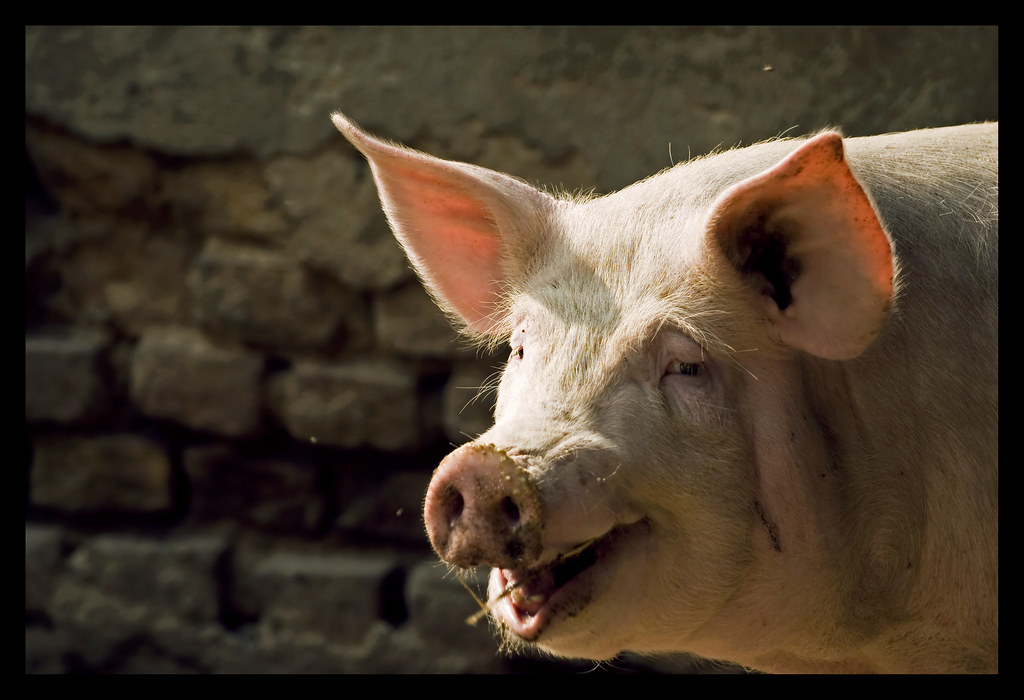 The Big Pig simpatico, è stata una discussione edificante.… Daniele