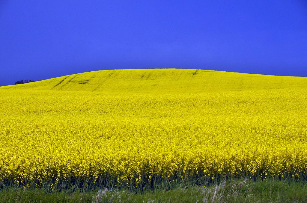 Alberta, Canada Canola Field in Bloom. Flower Power Flickr