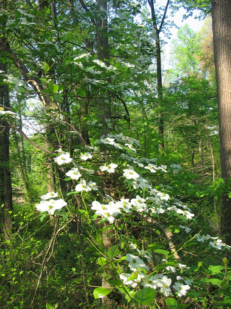 Native Dogwood Friends of Lower Beaverdam Creek Flickr